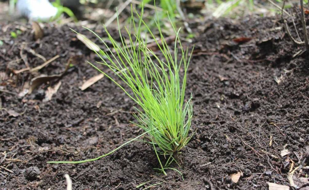 Arranca Jornada de Reforestación 2025 en la Magdalena Contreras (03/08/2025). Foto: Especial