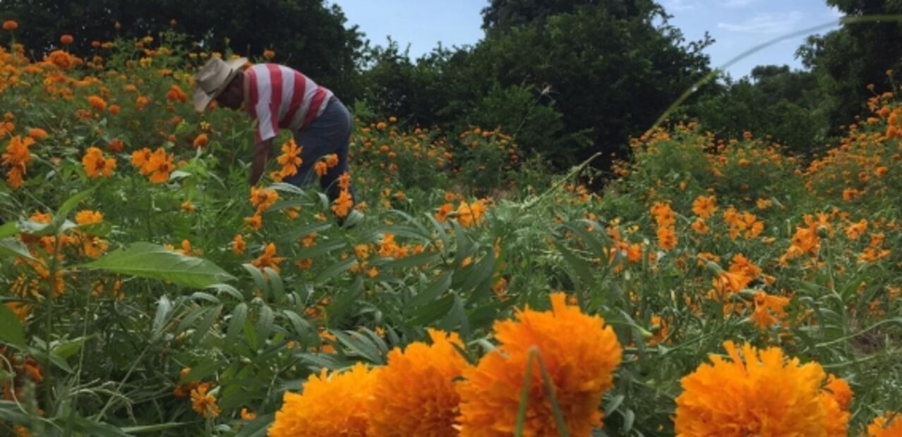 San Pascual Bailón, El Cadejo y El Sombrerón: leyendas zoques en Chiapas
