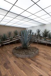 Inauguran museo del tequila en la CDMX