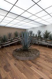 Inauguran museo del tequila en la CDMX