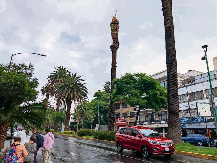 El Gobierno capitalino contrató en febrero pasado a un grupo de especialistas para hacer un diagnóstico sobre los agentes que causan la muerte de palmeras en la Ciudad; sin embargo, aún no ha recibido el reporte de resultados. Foto: Diego Simón | El Universal