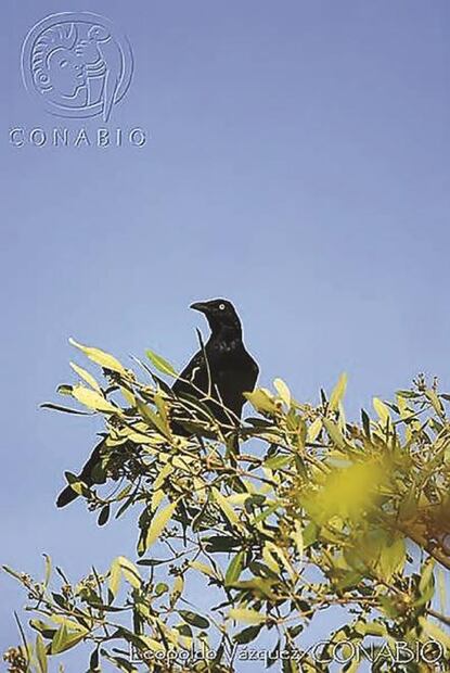 Peligran flora y fauna en México; se ha perdido 40%