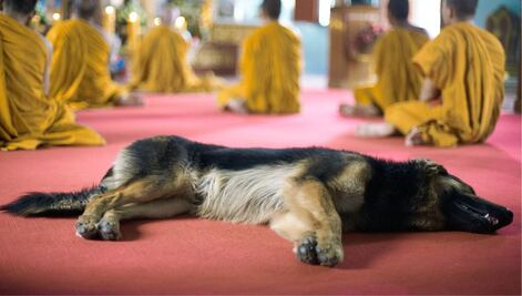 Perrito llama la atención al orar en el altar de una iglesia