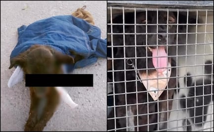 Dan de alta a “La Negrita”, perrita agredida en un ojo en Torreón, Coahuila; busca familia 