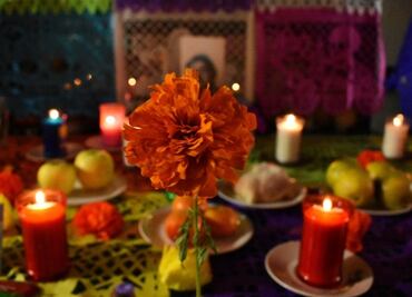 ¡Que no falte en la ofrenda! Cuándo inicia la temporada de flor de cempasúchil