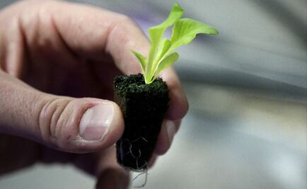 AMLO will pay MXN$5,000 a month to tree growers in Mexico