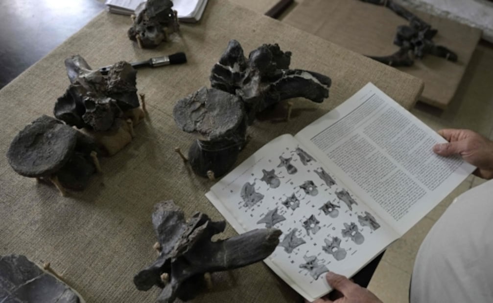 Encuentran restos del megaraptor más grande documentado hasta ahora