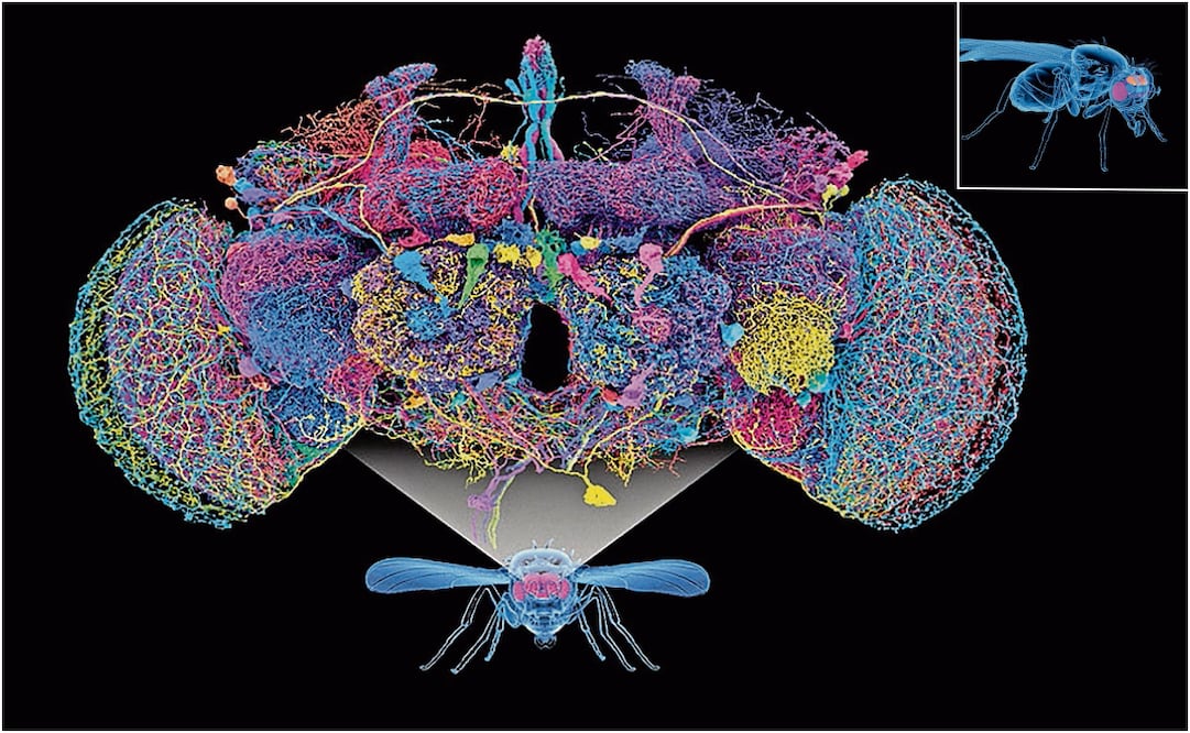 En la imagen se ven las 50 neuronas más grandes del conectoma del cerebro de la mosca de la fruta. Foto: Tyler Sloan y Amy Sterling