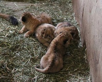 Nacen primeras crías de tigres y leones en zoo de Zacatecas