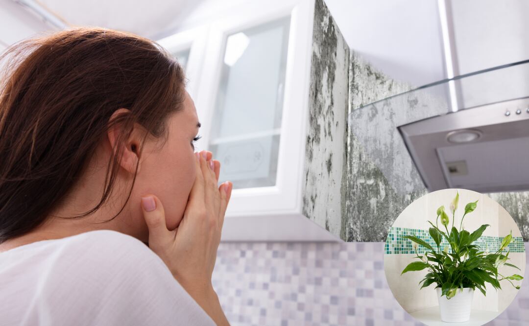 5 plantas que te ayudarán a prevenir el moho en tu hogar. Foto: Captura de pantalla