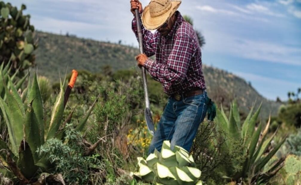 Para todo mal, sigue la Ruta del Mezcal en San Luis Potosí