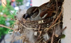 ¿Qué significa que un gorrión haga su nido en tu hogar?; conoce el significado y los beneficios