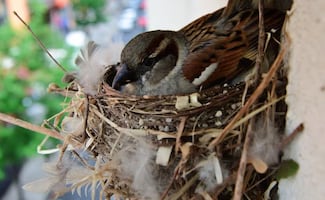 ¿Qué significa que un gorrión haga su nido en tu hogar?; conoce el significado y los beneficios