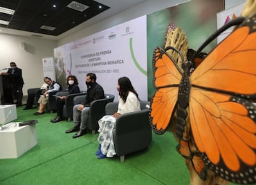 Reabrirán 2 santuarios de mariposas Monarca con aforo de 70% en Toluca