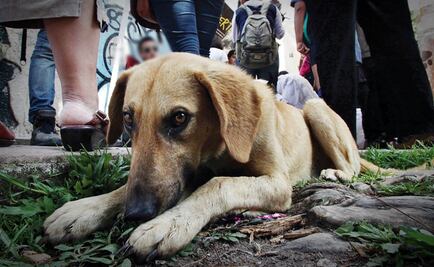 Hombre muere por infección tras violar a su perro en España