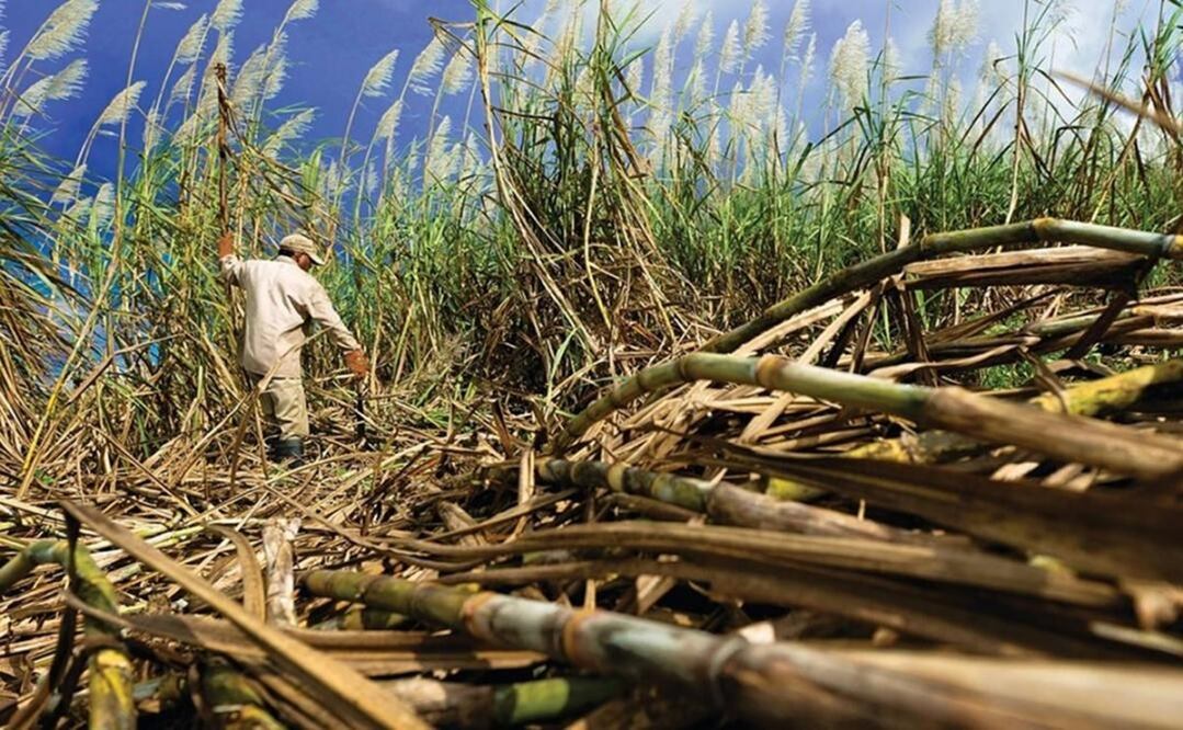 El aumento se debe al impacto de El Niño en las cosechas de Tailandia e India. Foto: Archivo EL UNIVERSAL