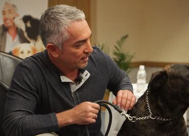 "Agresividad de un perro siempre se trata de energía acumulada", César Millán