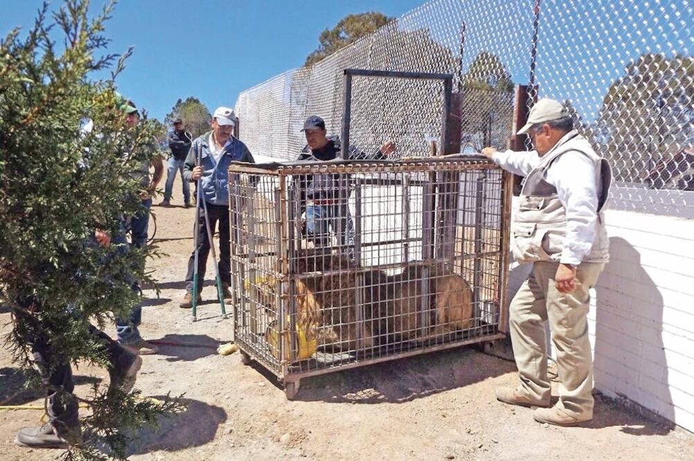 Los animales que hallaron las autoridades en el rancho fueron trasladados por personal de la Profepa a sus instalaciones para revisarlos. Se trata de un león, un jaguar y cuatro llamas. (FISCALÍA GENERAL DE CHIHUAHUA)