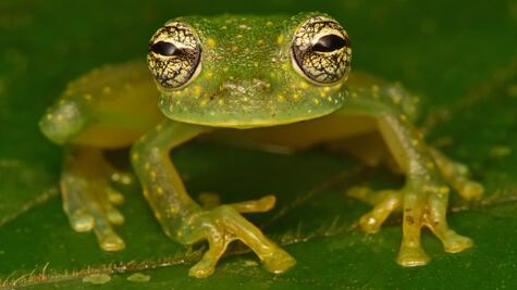 Los animales que se creían extintos hallados en la "Ciudad perdida del Dios Mono" 