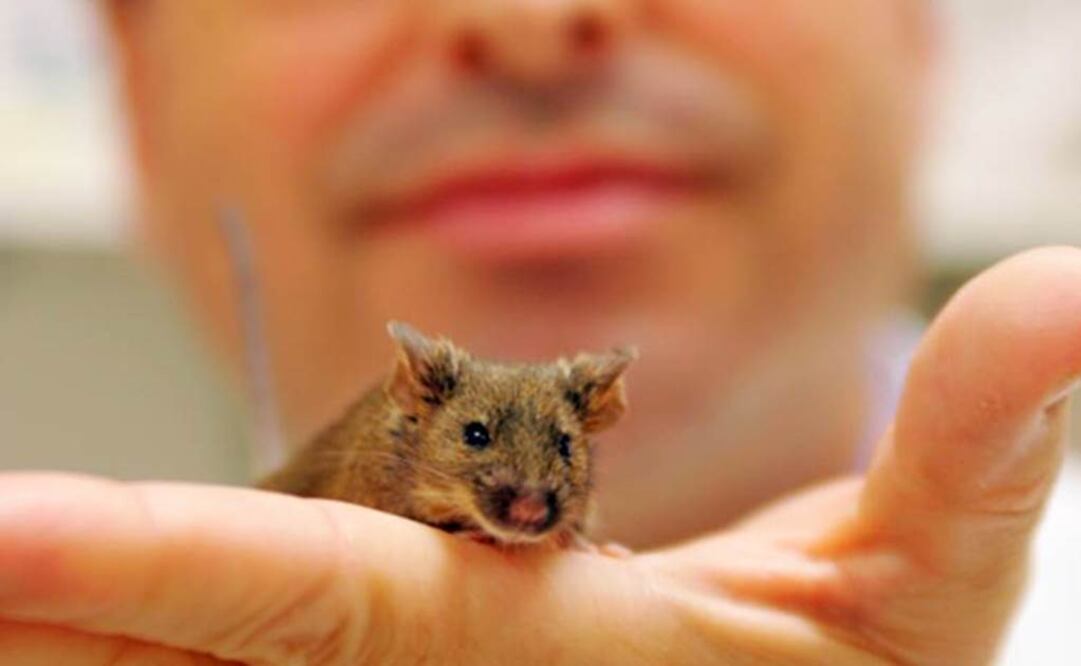 La privación de sueño está ligada a una deficiencia en la producción de proteínas en el hipocampo. Foto: Archivo