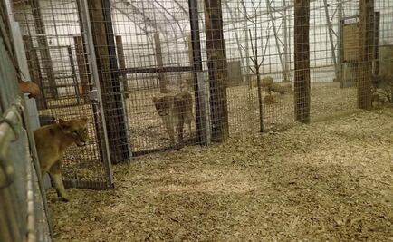Felinos y coyote llegan con éxito a santuario de Denver