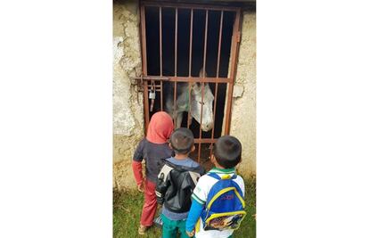 Encarcelan a burrito por hacer destrozos en una parcela en Chiapas