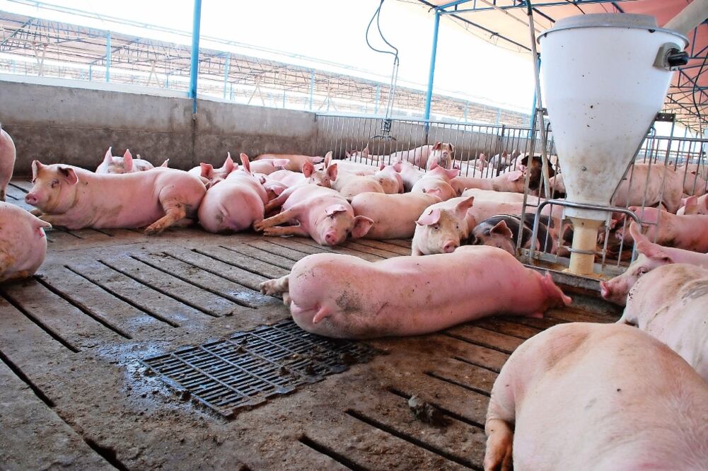 Medidas preventivas. Para evitar la cisticercosis se recomienda la cocción adecuada de carne de cerdo. (ARCHIVO EL UNIVERSAL)