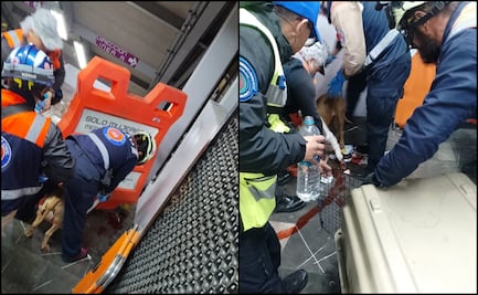 Rescatan a “Mila”, perrita herida en la estación Pantitlán del Metro; tenía un trozo de vidrio en su patita