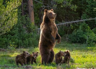 Muere famosa osa grizzly en Wyoming tras ser impactada por camioneta; aficionados se encuentran desconsolados