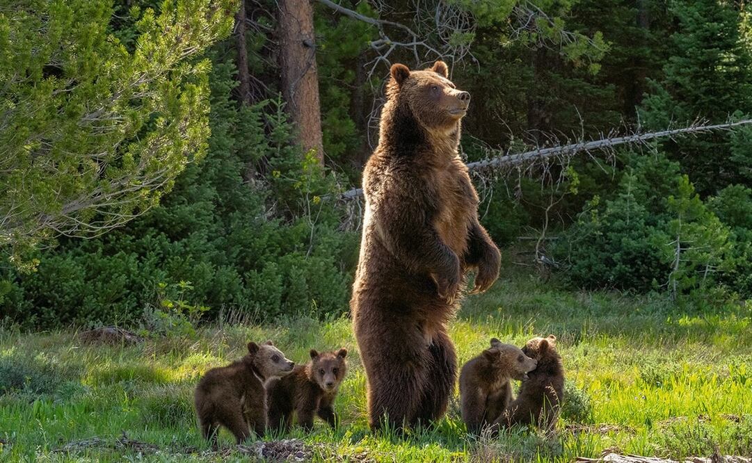 Grizzly 399 era vista a menudo cerca de las carreteras de Grand Teton, atrayendo multitudes y provocando atascos de tránsito. Foto: X @WildlifeArtJH