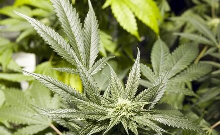 El uso de la marihuana sí afecta la salud, advierte académico de la UNAM