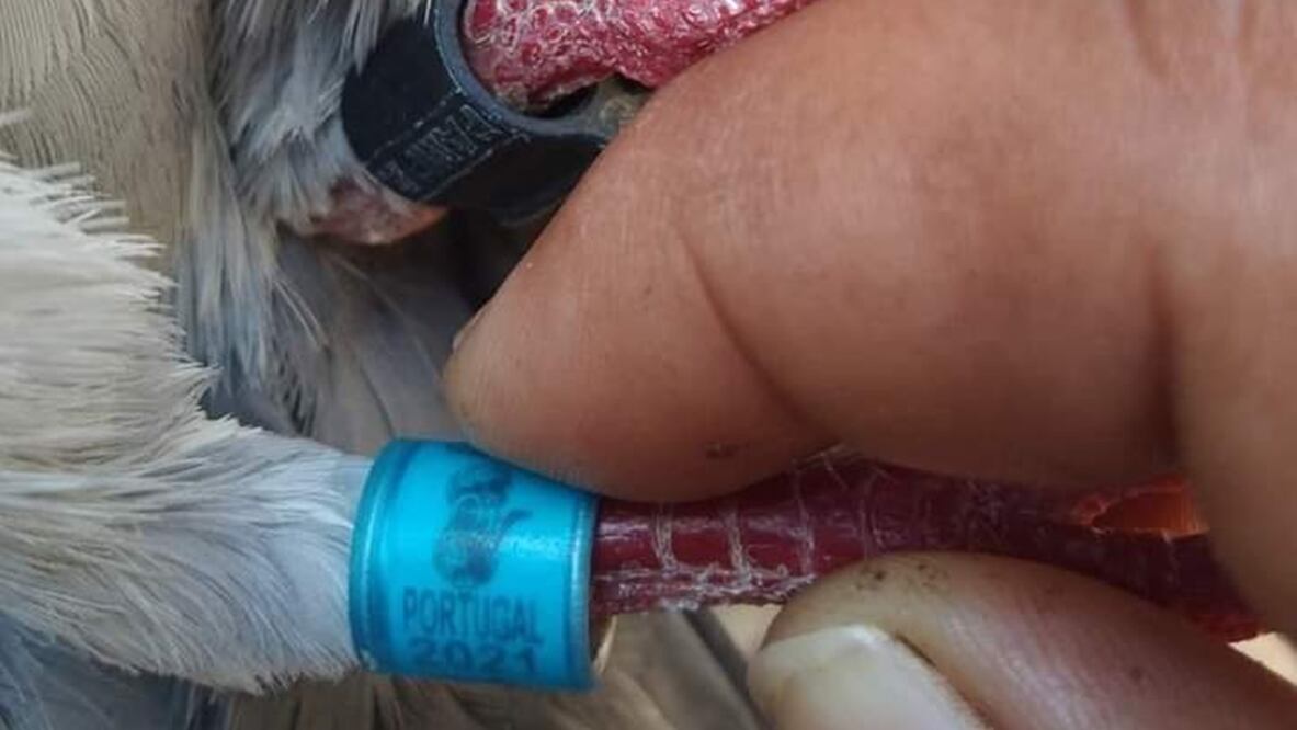 Una paloma mensajera cruza el viejo continente hasta Yucatán. (FOTO: especial)