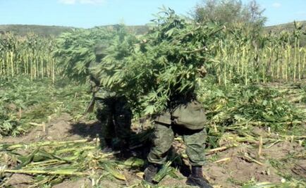 Mexican Attorney General destroys 94,000 cannabis plants in Oaxaca 