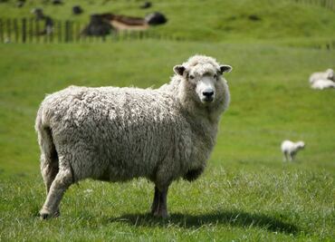 Investigan en Grecia el caso de ovejas "enterradas vivas" para combatir la peste ovina