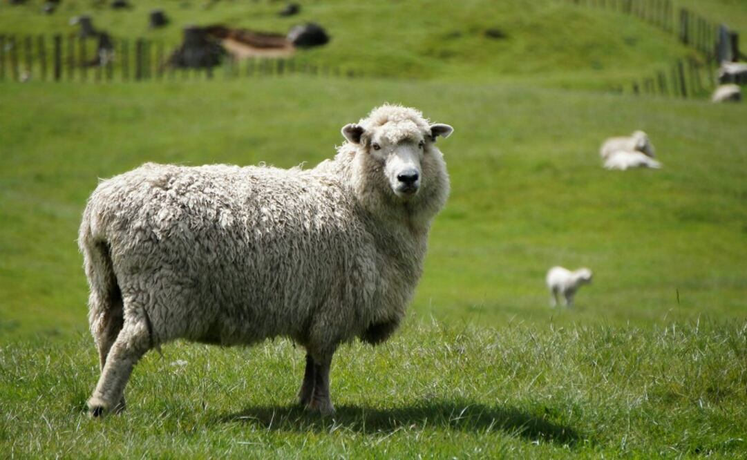 Agricultores y funcionarios declararon que la enfermedad probablemente fue introducida en el país por ganado importado después de la tormenta Daniel que golpeó Tesalia, en Grecia. Foto: iStockPhoto