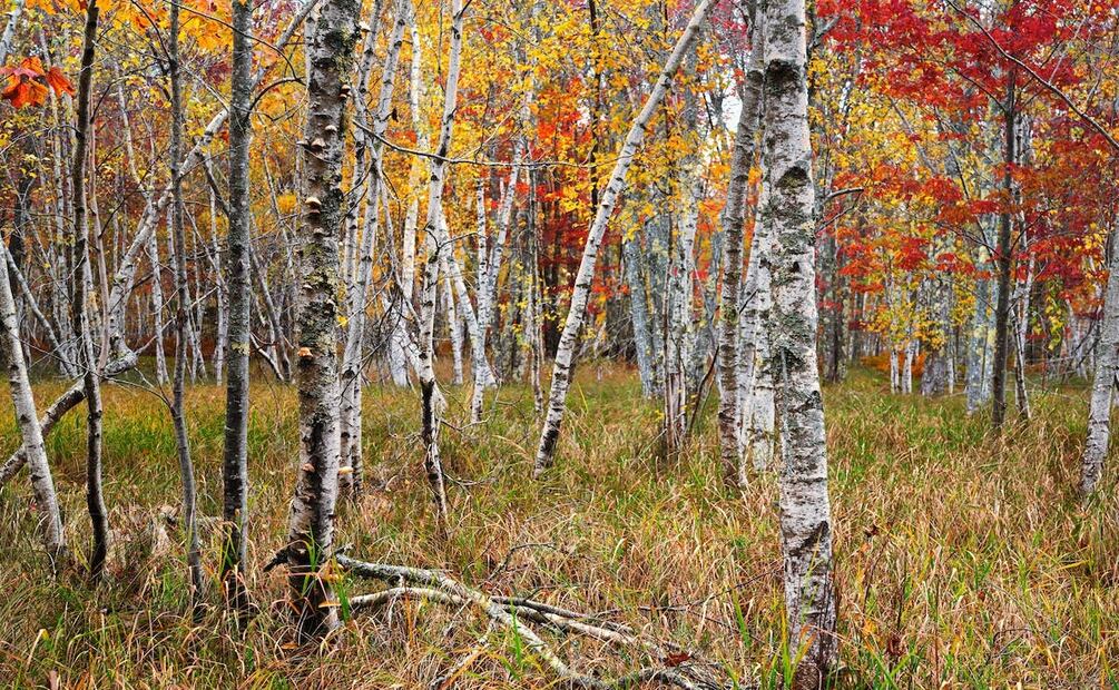 Infusión de Abedul para adelgazar. Foto: Skyler Ewing / Pexels