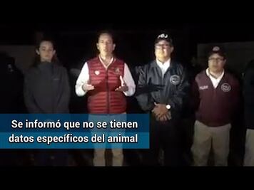 Suspenden clases en varias escuelas por ataque de "felino" en Valle de Bravo