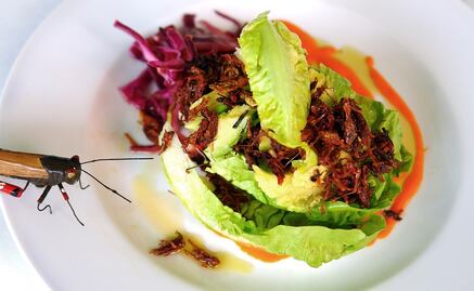 Atrévete a ir al Festín de Insectos Comestibles