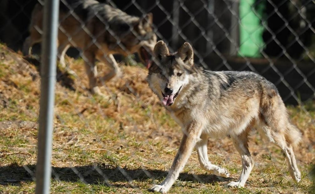 La dependencia explicó que el albergue recientemente rehabilitado y adaptado cumple con las necesidades del Programa de Conservación Binacional del Lobo Mexicano, México - Estados Unidos.
Foto: Especial.