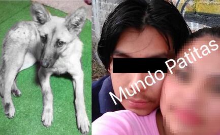 Avanza investigación por caso de Waffle; activistas denuncian que violan y matan perros en Milpa Alta