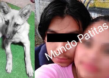 Avanza investigación por caso de Waffle; activistas denuncian que violan y matan perros en Milpa Alta