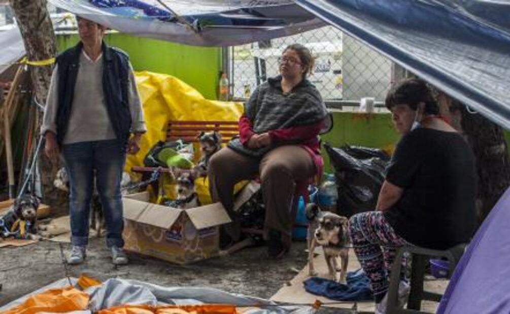 Damnificadas en Tlalpan buscan hogar temporal para sus perros