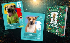 Campaña de adopción de perritos inspirada en estampas del Mundial 2026 se viraliza; así es la propuesta
