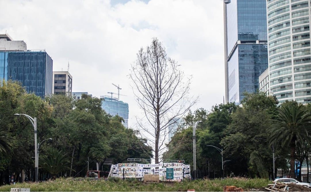 El Ahuehuete de la Ciudad de México / Foto: Especiales