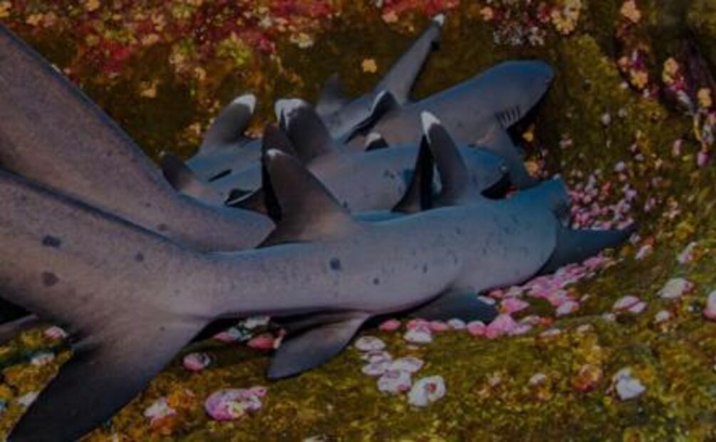 “Revillagigedo: Galápagos de Norteamérica”