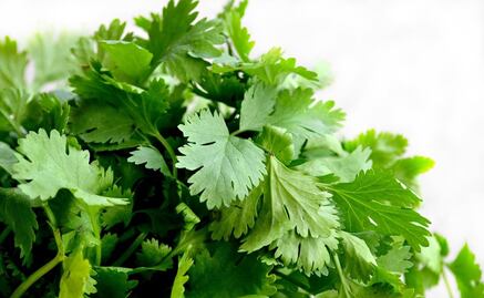 Conoce las diferencias entre el cilantro y el perejil