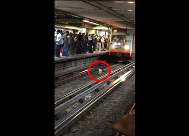 Video. Perrito corre para no ser arrollado por convoy del Metro en Línea B