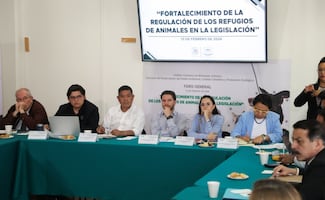 Legisladores de la CDMX analizan regulación de albergues para animales; activistas exigen penas más duras contra maltrato