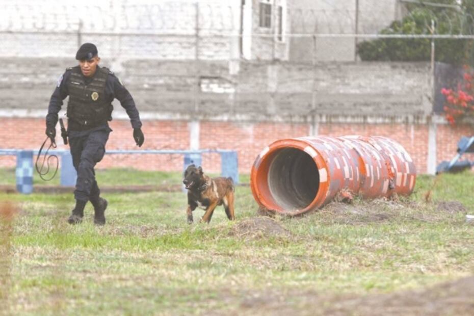 Perros policías, arma contra drogas y explosivos en CDMX