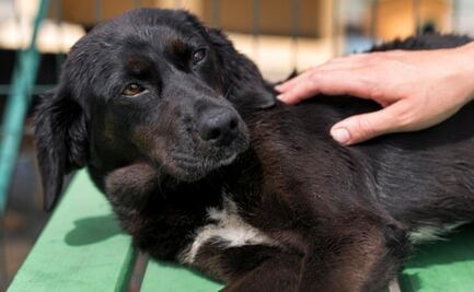 Vinculan a proceso a mujer que agredió a un lomito con un machete en Puebla; le dan prisión preventiva 